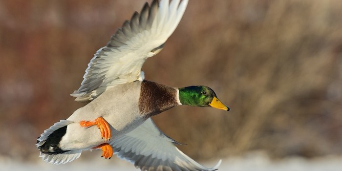 Close-Up-Duck-Flying